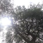 arbol