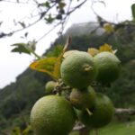 limones