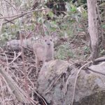 venado1